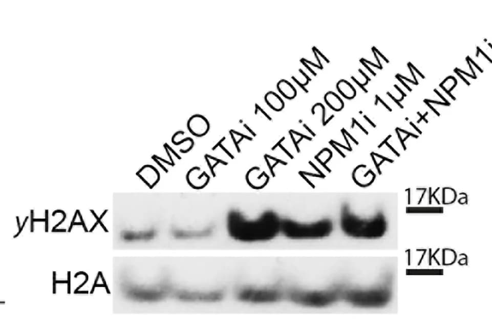 Open access visualization of Gel, Western Blot, H2AX, H2A, HPC7 Cells