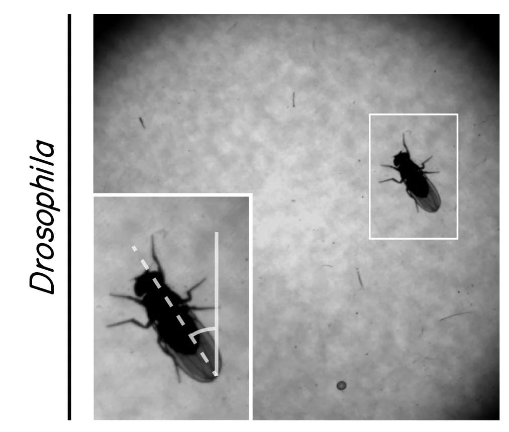 Open access visualization of Microscopy, Photo, Drosophila melanogaster, SAMPL apparatus, Fly heading