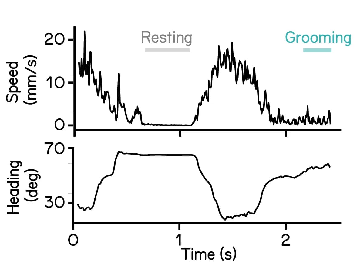 Open access visualization of Line Plot, Walking fly, Walking speed, Fly heading, Resting