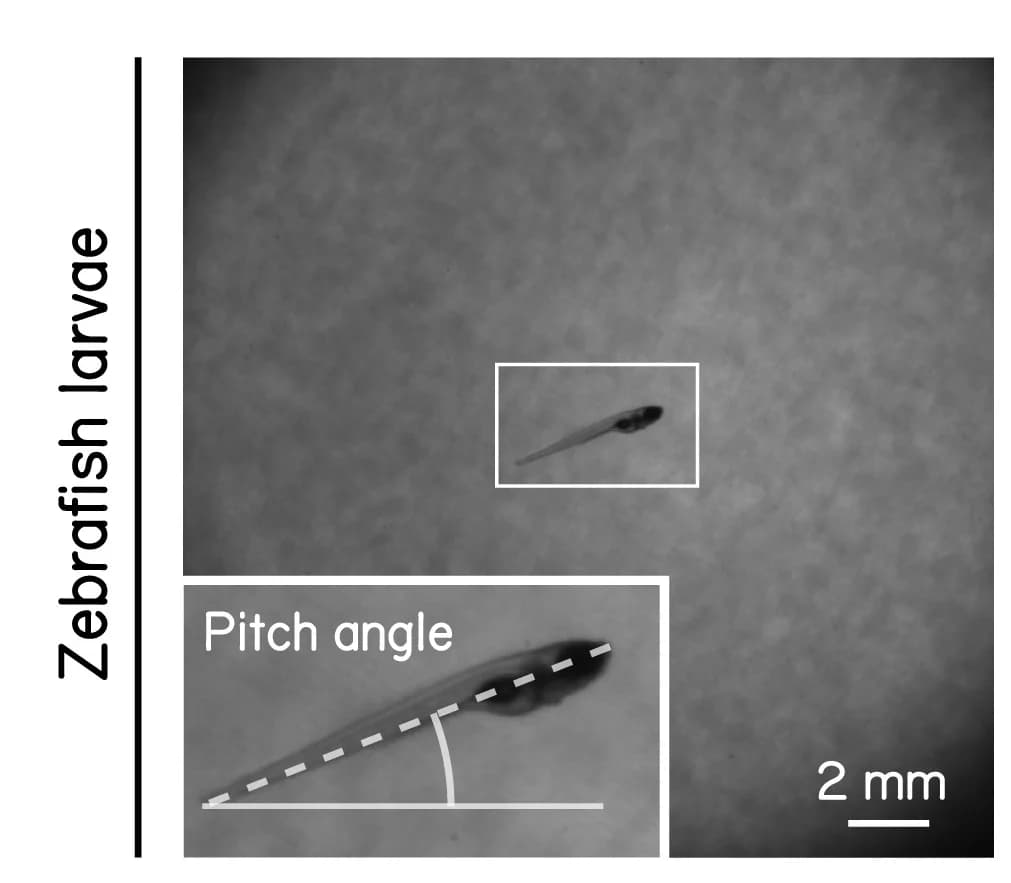 Open access visualization of Microscopy, Photo, Danio rerio larva, SAMPL apparatus, Pitch angle