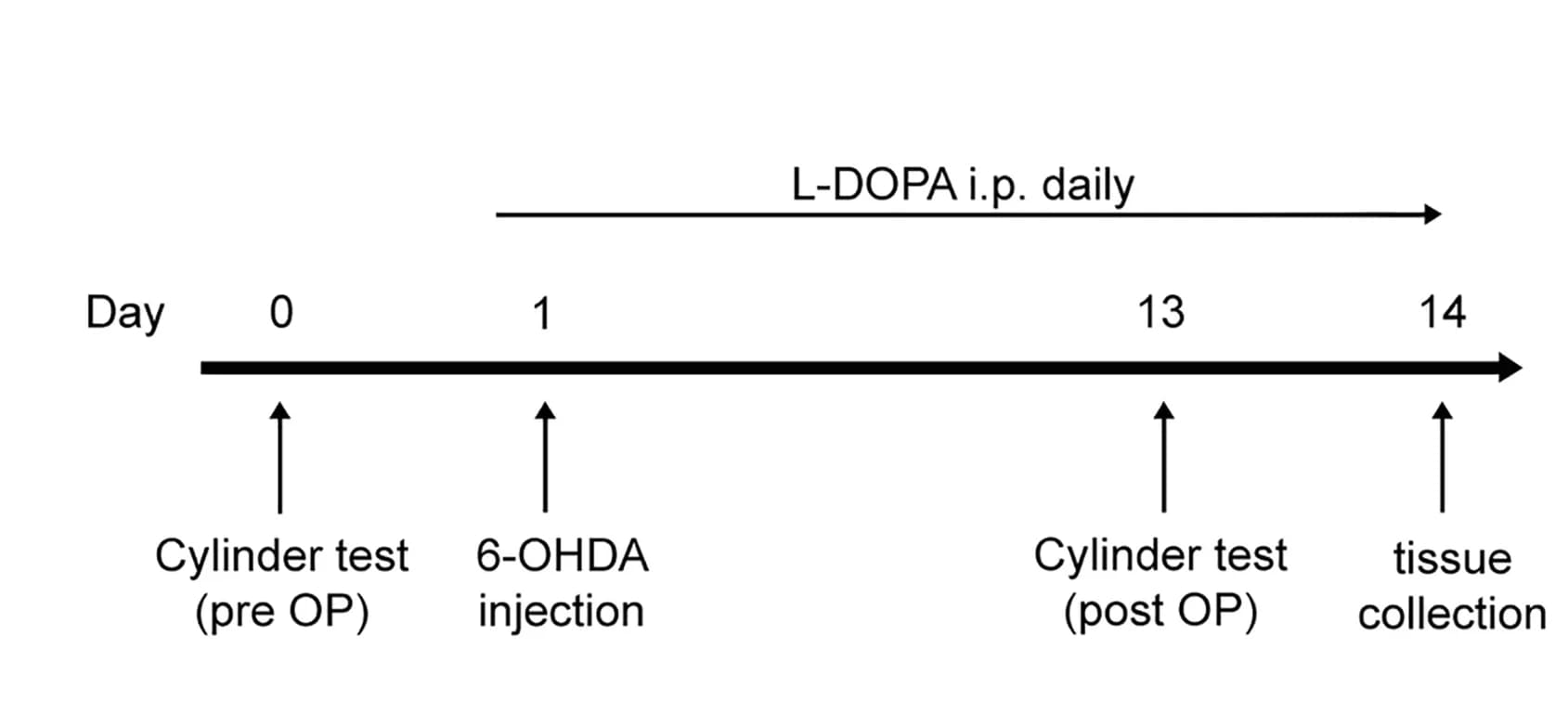 Open access visualization of Workflow, Flowchart, Illustration, Timeline, 6-OHDA Treatment