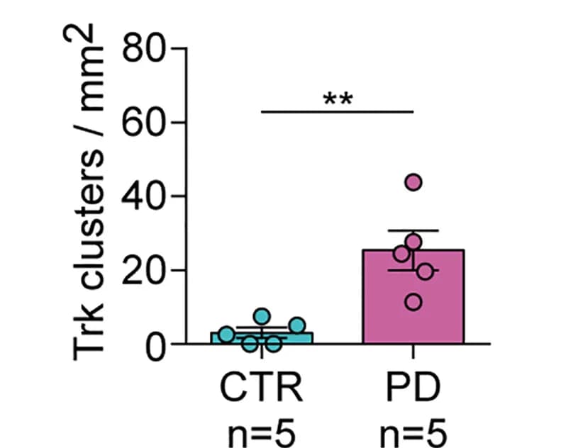 Open access visualization of Bar Plot, Scatter Plot, Error Bars, Trk receptor cluster, Controls