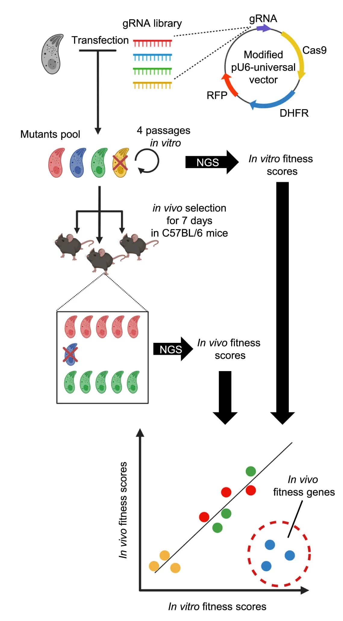 Open access visualization of Workflow, Scatter Plot, Regression Plot, Illustration, In vivo