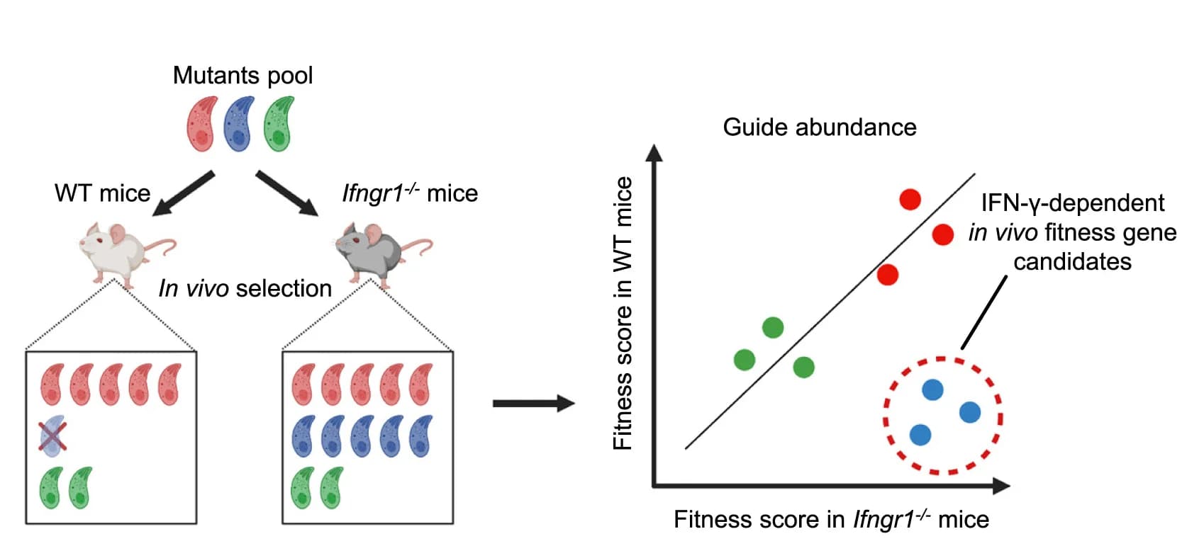 Open access visualization of Scatter Plot, Regression Plot, Workflow, In Vivo, CRISPR Screen