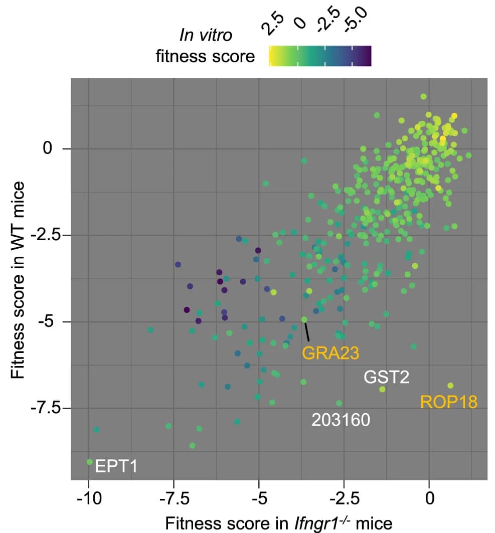Open access visualization of Scatter Plot, Fitness Scores, WT Mice, IFN-γ-dependent, In Vivo