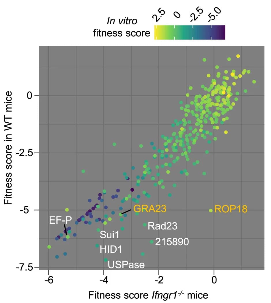 Open access visualization of Scatter Plot, Bubble Plot, Scatterplot, WT Mice, Fitness Scores