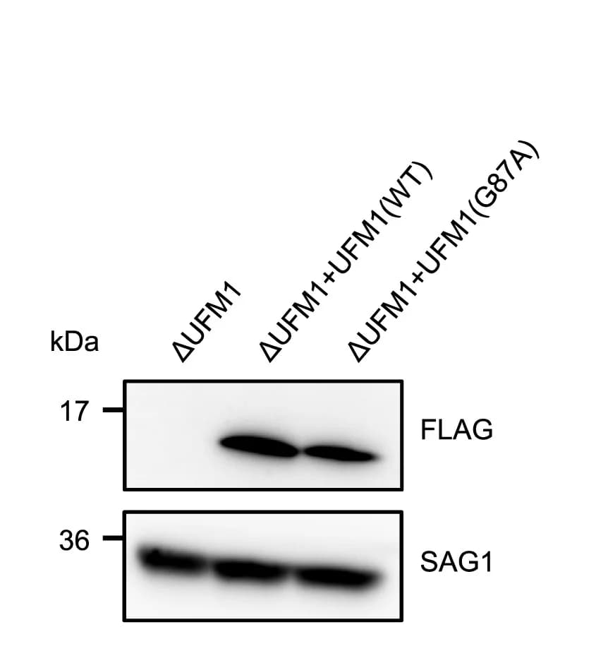 Open access visualization of Gel, Complementation, FLAG-tagged, WT, G87A
