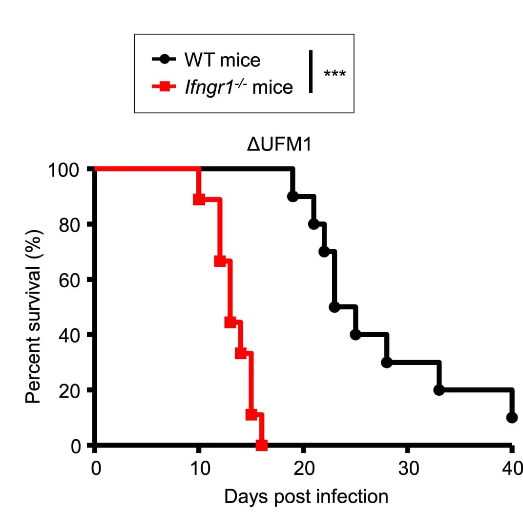 Open access visualization of Line Plot, Line Step, Survival Curve, Survival curves, WT mice