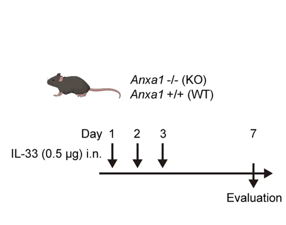 Open access visualization of Workflow, Illustration, Cell Number, ILC2s, BALF