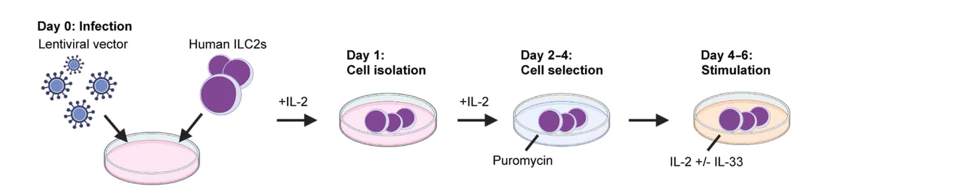 Open access visualization of Workflow, Lentiviral vector, Gene transfer, Human ILC2s, Puromycin