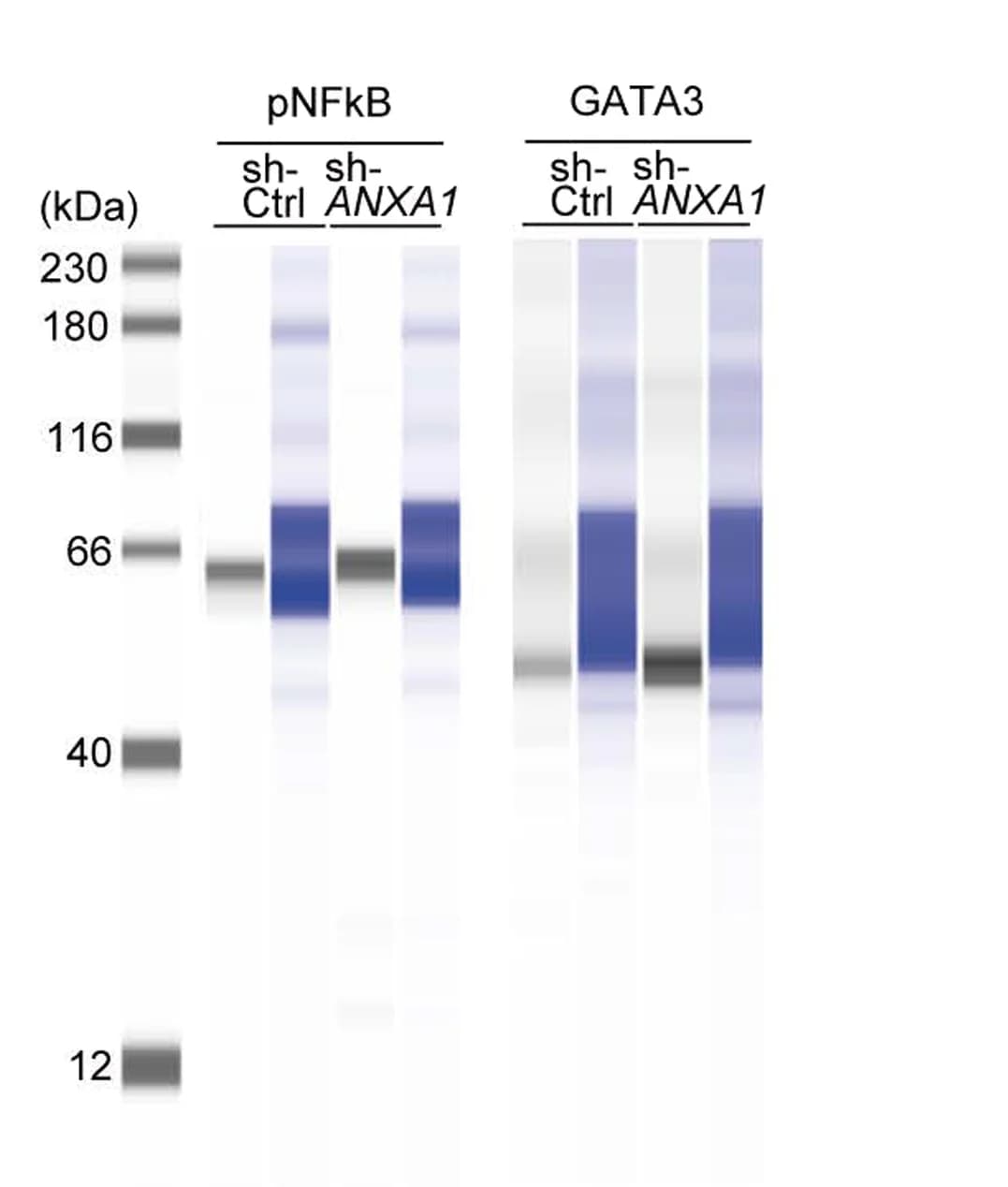 Open access visualization of Gel, Capillary Western Blot, Phosphorylated p-38, Phosphorylated ERK1/2, Phosphorylated NF-κB