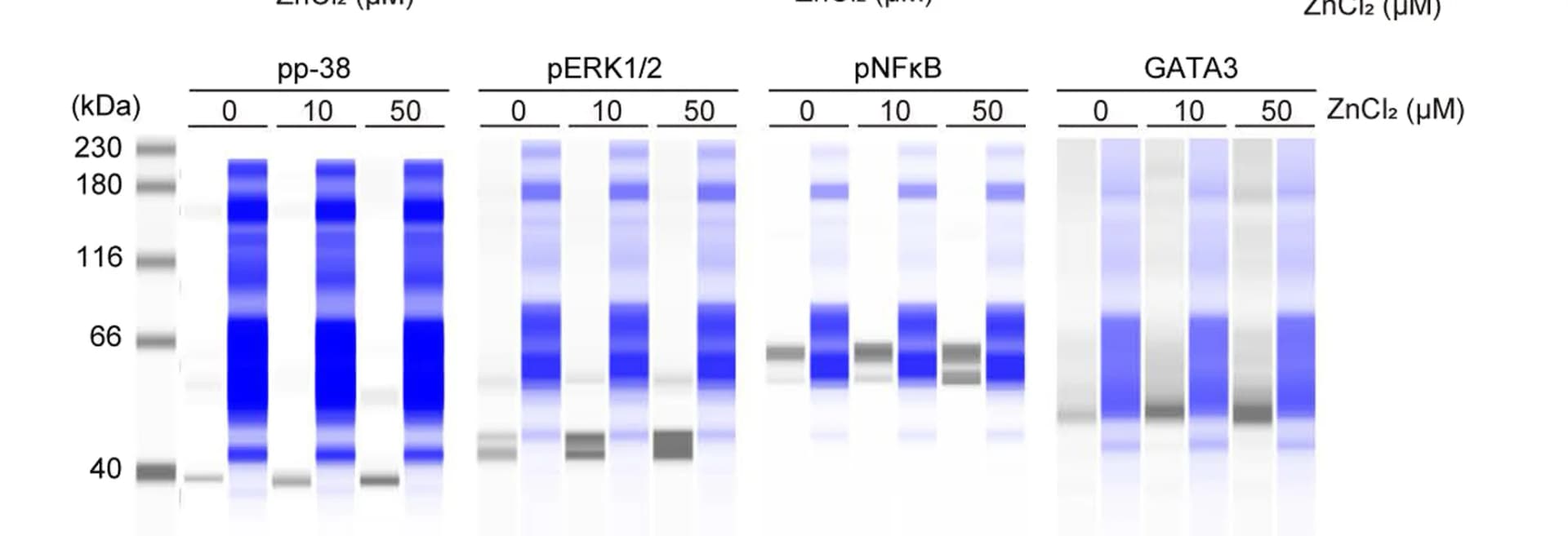 Open access visualization of Gel, Capillary Western Blot, Phosphorylated p-38, Phosphorylated ERK1/2, Phosphorylated NF-B