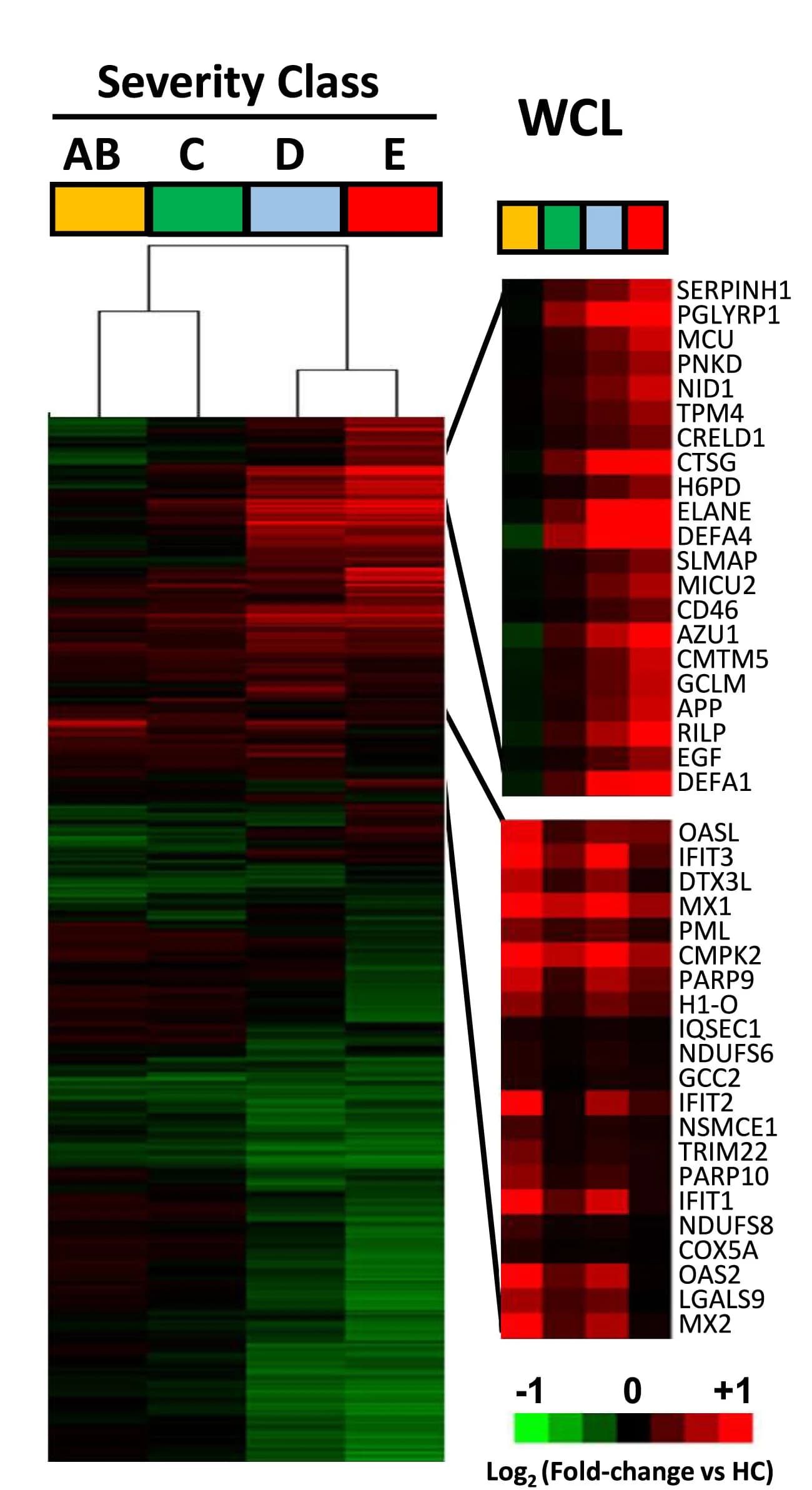 Open access visualization of Heatmap, Clustered, Cluster Analysis, Proteins, COVID-19
