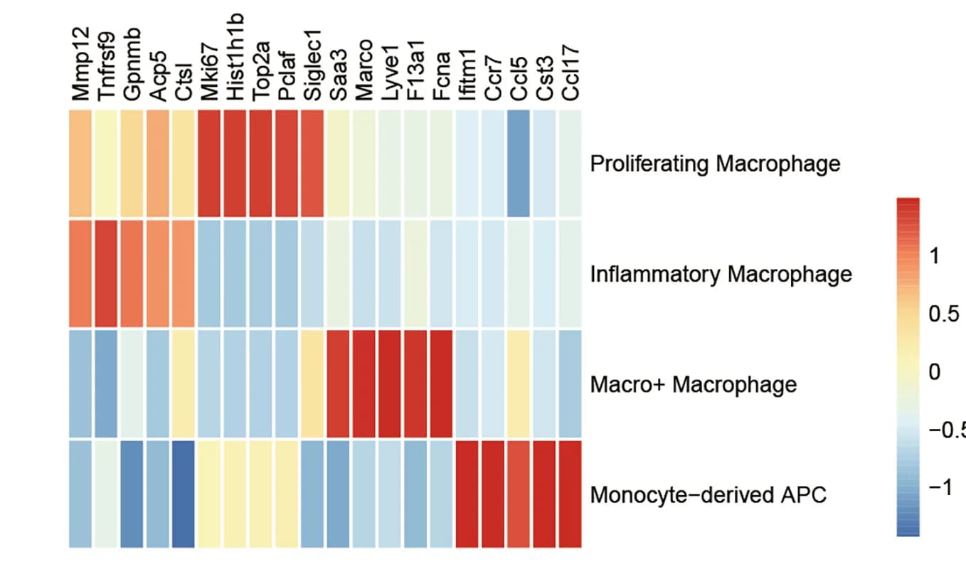 Open access visualization of Heatmap, Characteristic Genes, Macrophage Subsets, Tumor Tissues, Chemotherapy
