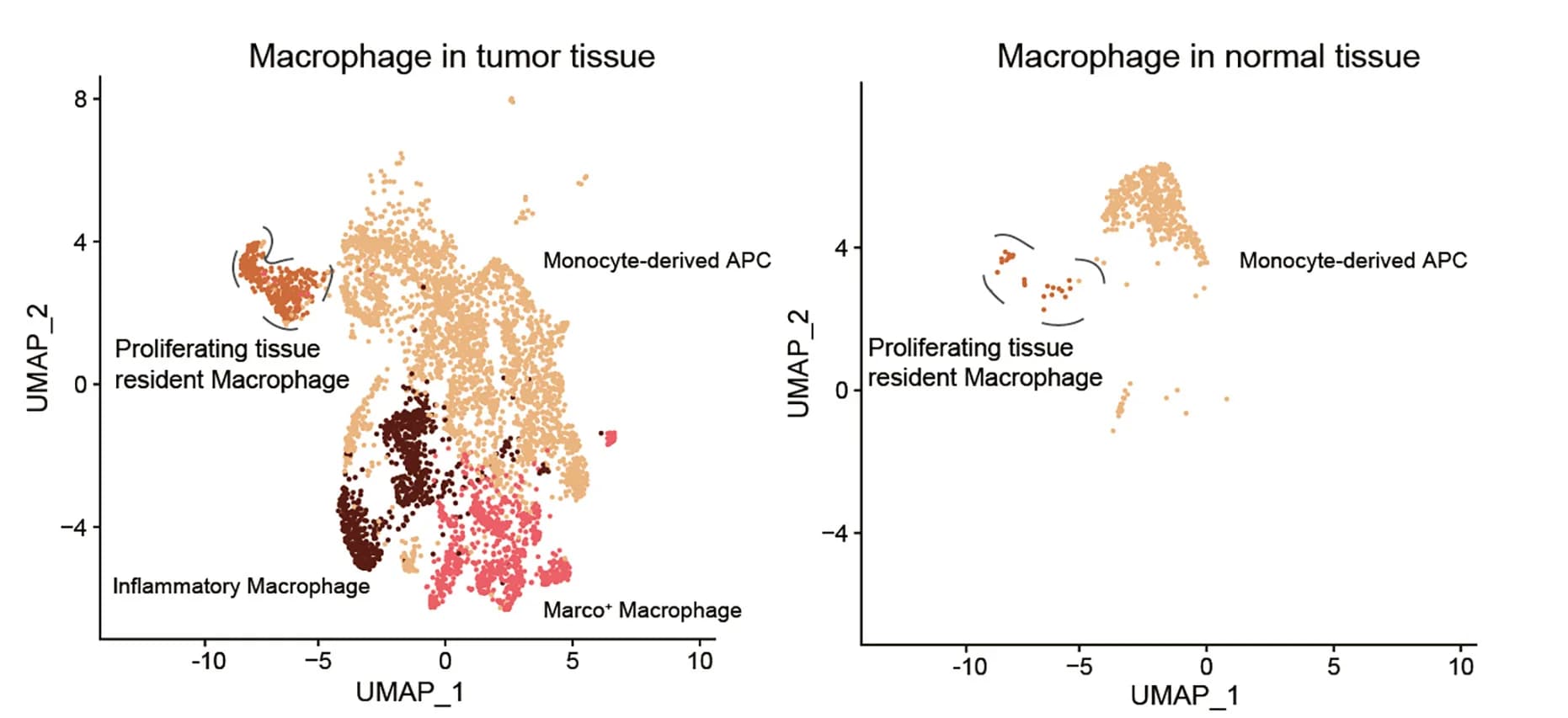 Open access visualization of UMAP, Scatter Plot, Macrophage Subsets, Human Pancreatic Cancer, Tumor Tissue