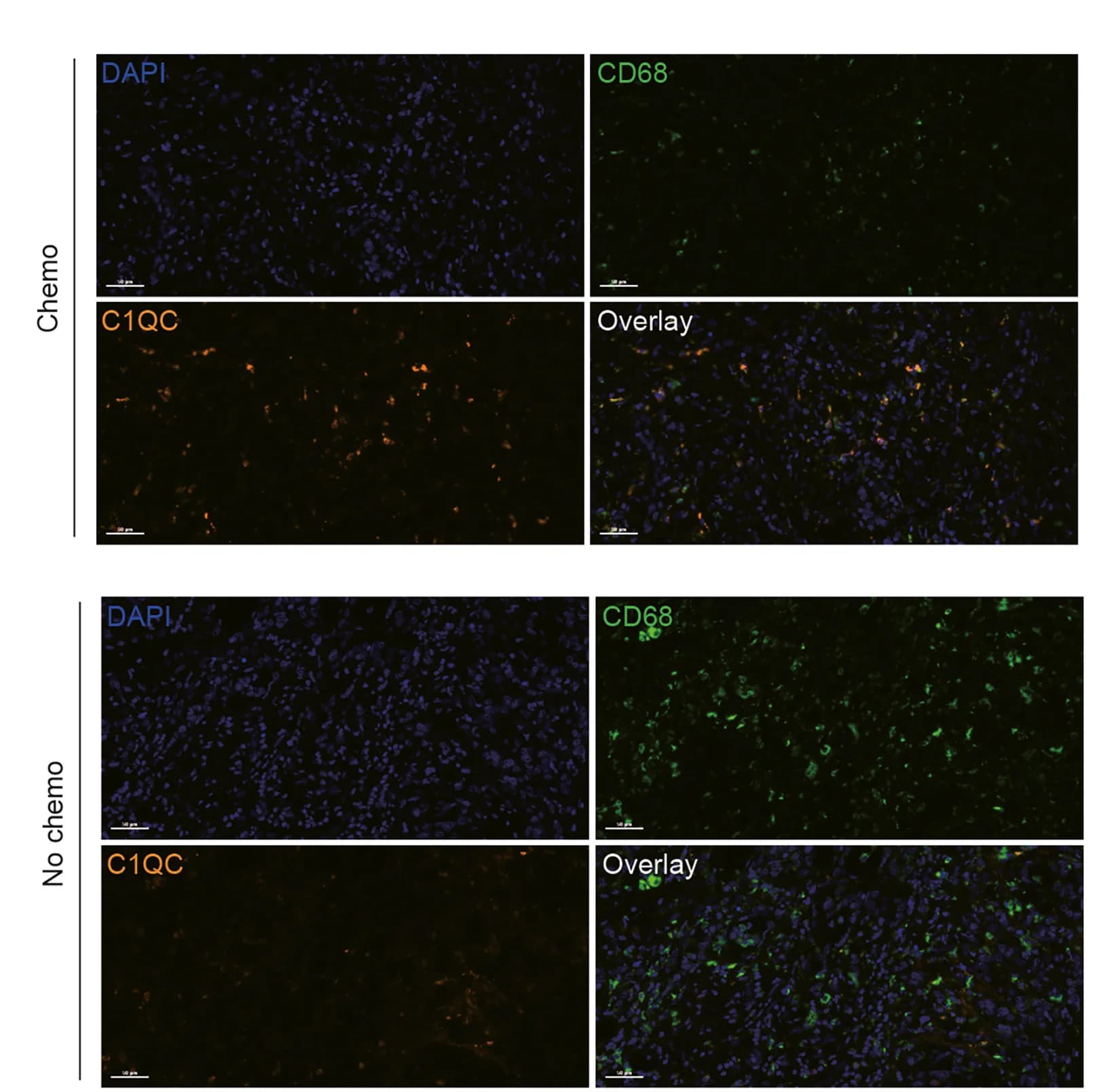 Open access visualization of Microscopy, Monochrome Images, Overlapping Images, Chemotherapy, Non-Chemotherapy