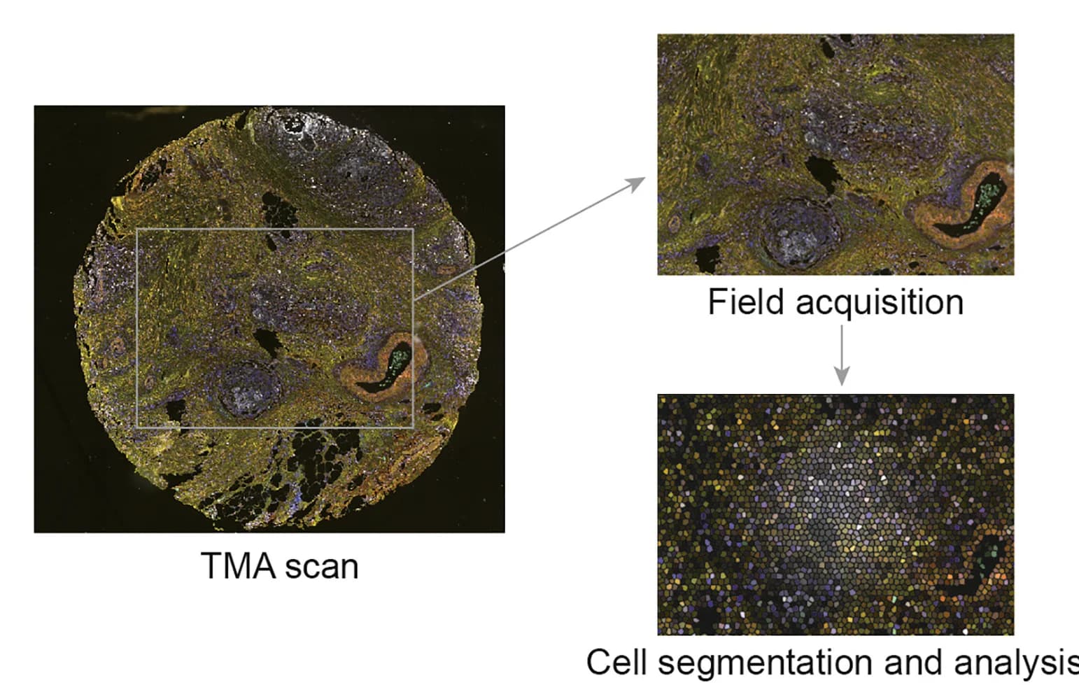 Open access visualization of Microscopy, TMA, Section Scanning, Field Acquisition, Cell Segmentation