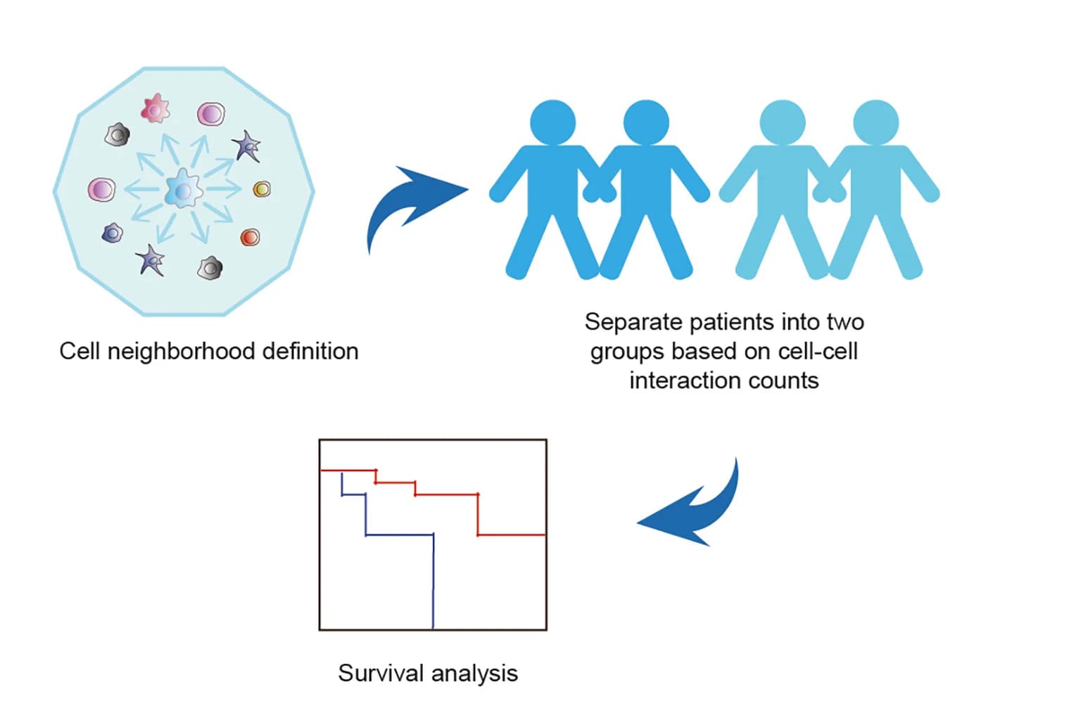 Open access visualization of Workflow, Survival Curve, Cell-Cell Interaction, Kaplan-Meier Analysis, OS