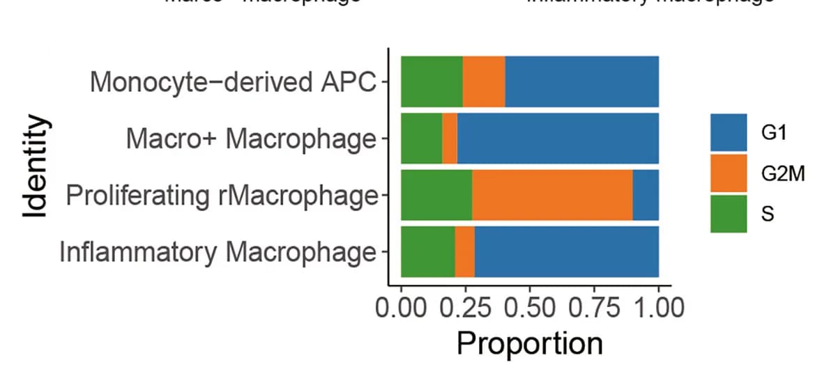 Open access visualization of Stacked Bar Plot, Cell Cycle Analysis, Macrophage Subsets