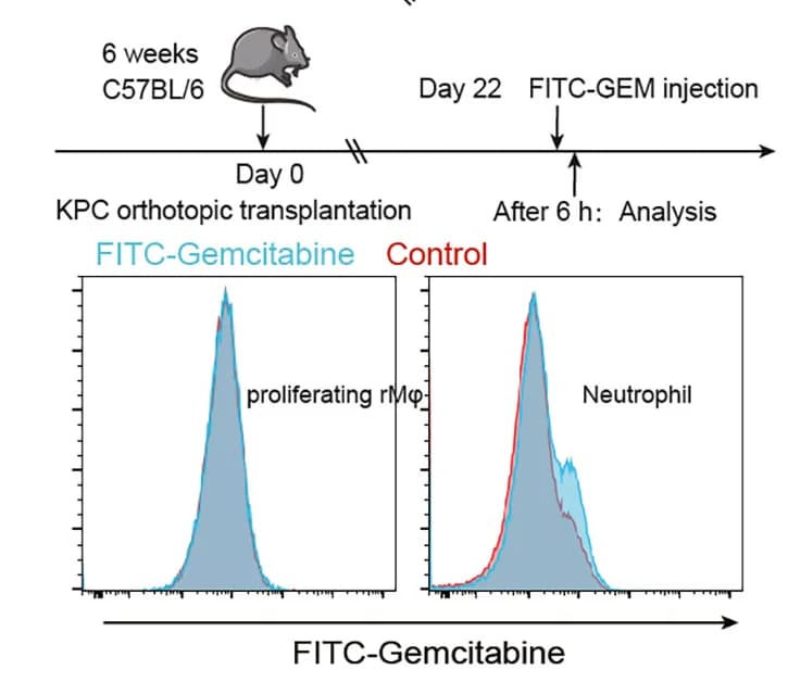 Open access visualization of Line Plot, Density Plot, FITC-labeled Gem, rMφs, Neutrophils