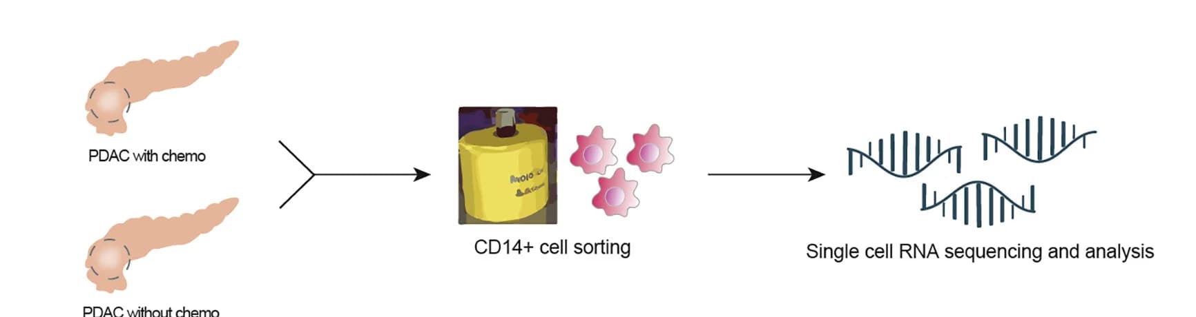 Open access visualization of Workflow, Flowchart, Illustration, scRNA-seq, CD14+ Cells
