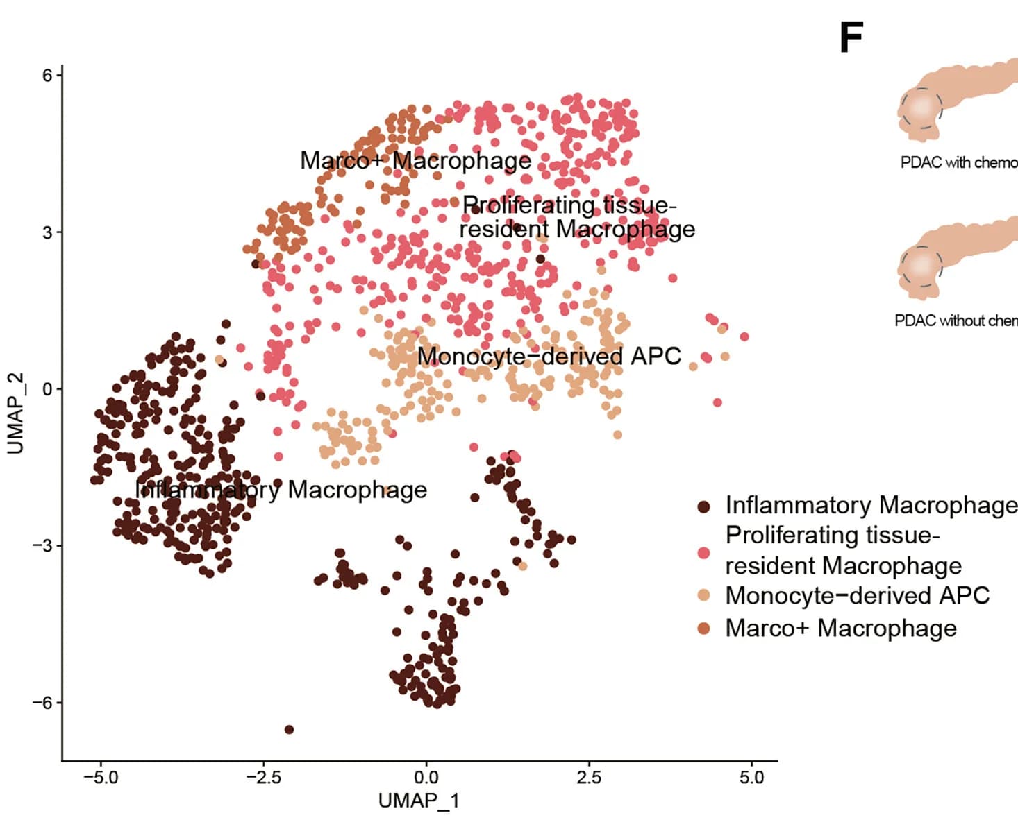 Open access visualization of Scatter Plot, UMAP, Illustration, Macrophage Subsets, CD14+ Cells
