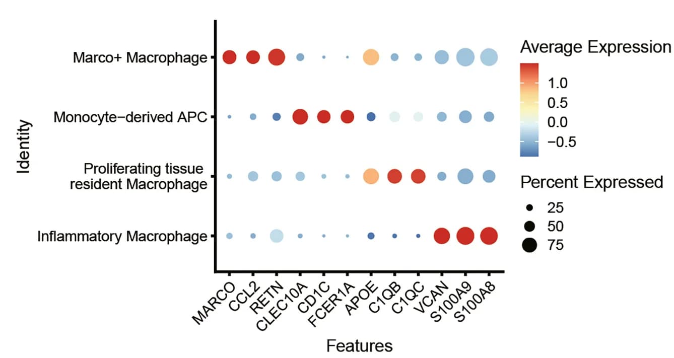 Open access visualization of Bubble Plot, Scatter Plot, Bubble Chart, Gene Expression, Macrophage Subsets