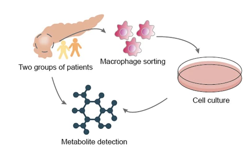 Open access visualization of Workflow, Flowchart, Illustration, Metabolomics Analysis, Pancreatic Cancer Tissue