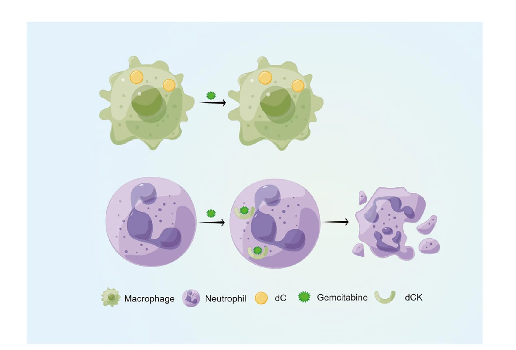 Open access visualization of Workflow, Illustration, Schematic Diagram, Proliferating rMφs, Chemotherapy