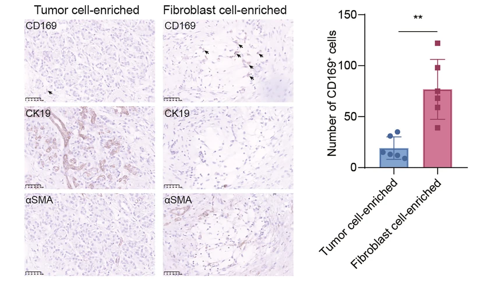 Open access visualization of Bar Plot, Error Bars, Microscopy, Proliferating rMφ, Fibroblast Staining