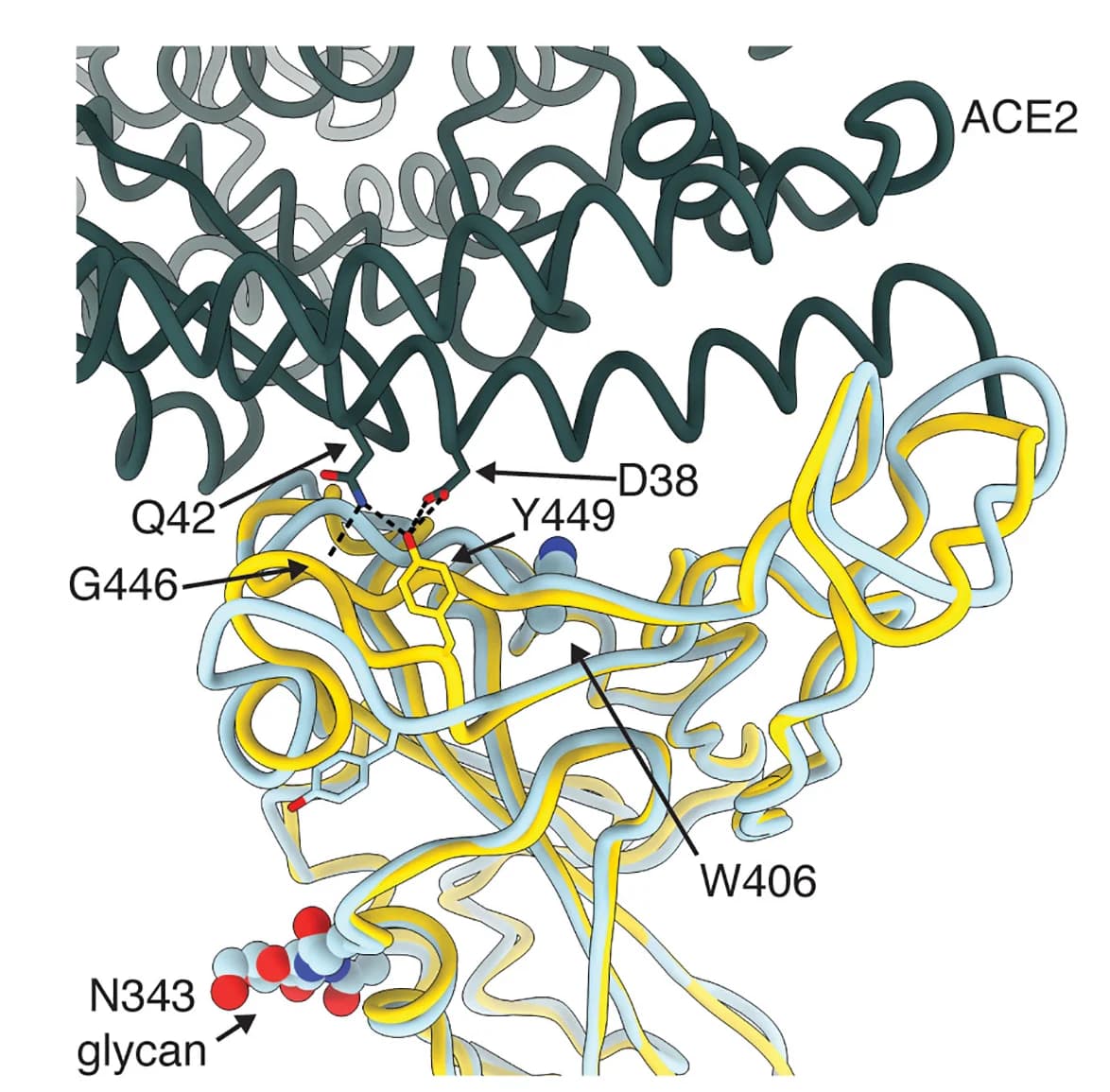 Open access visualization of Protein Structure, RBD, Wuhan-Hu-1, Superimposition, ACE2