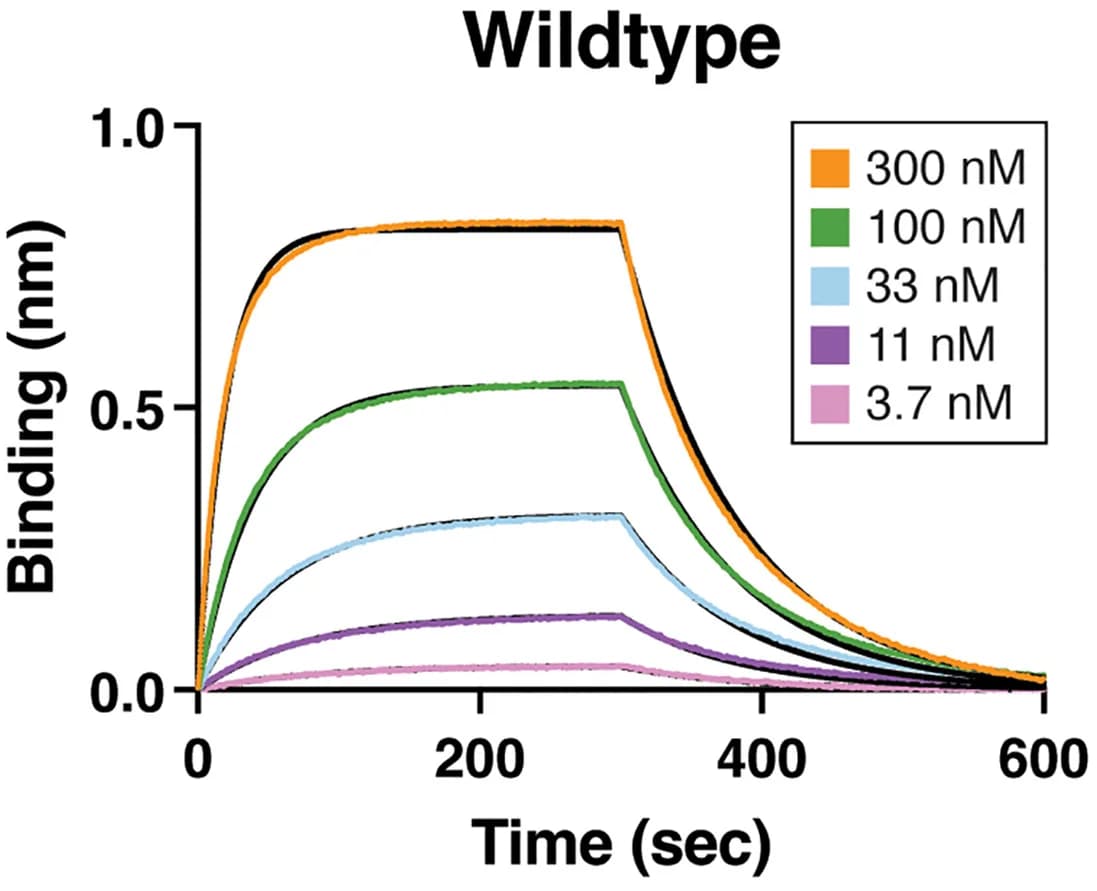 Open access visualization of Line Plot, Biolayer Interferometry, ACE2, Wuhan-Hu-1, RBD