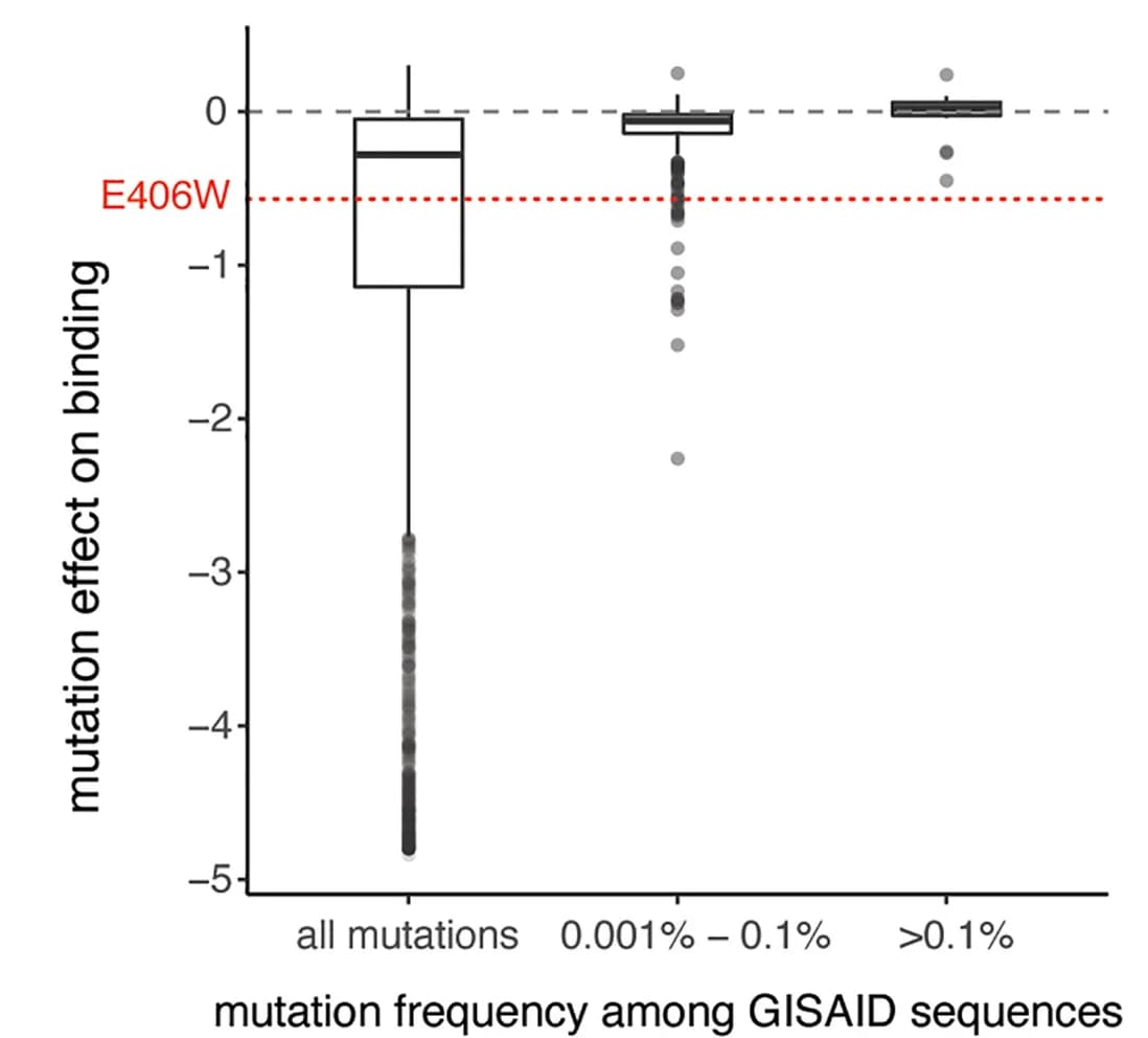 Open access visualization of Box Plot, Scatter Plot, Mutation Effects, Avidity, ACE2