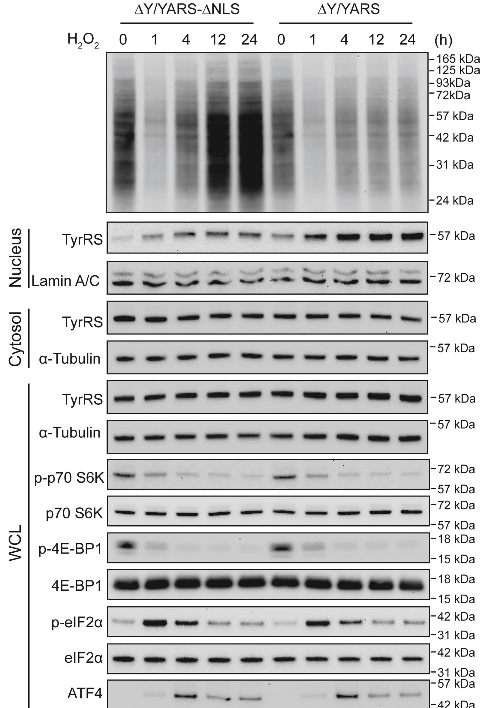 Open access visualization of Gel, SUnSET, TyrRS, HEK293 Cells, Cell Fractionation