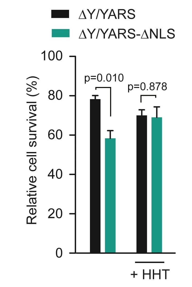 Open access visualization of Bar Plot, Error Bars, Clustered, Translation Inhibition, HHT