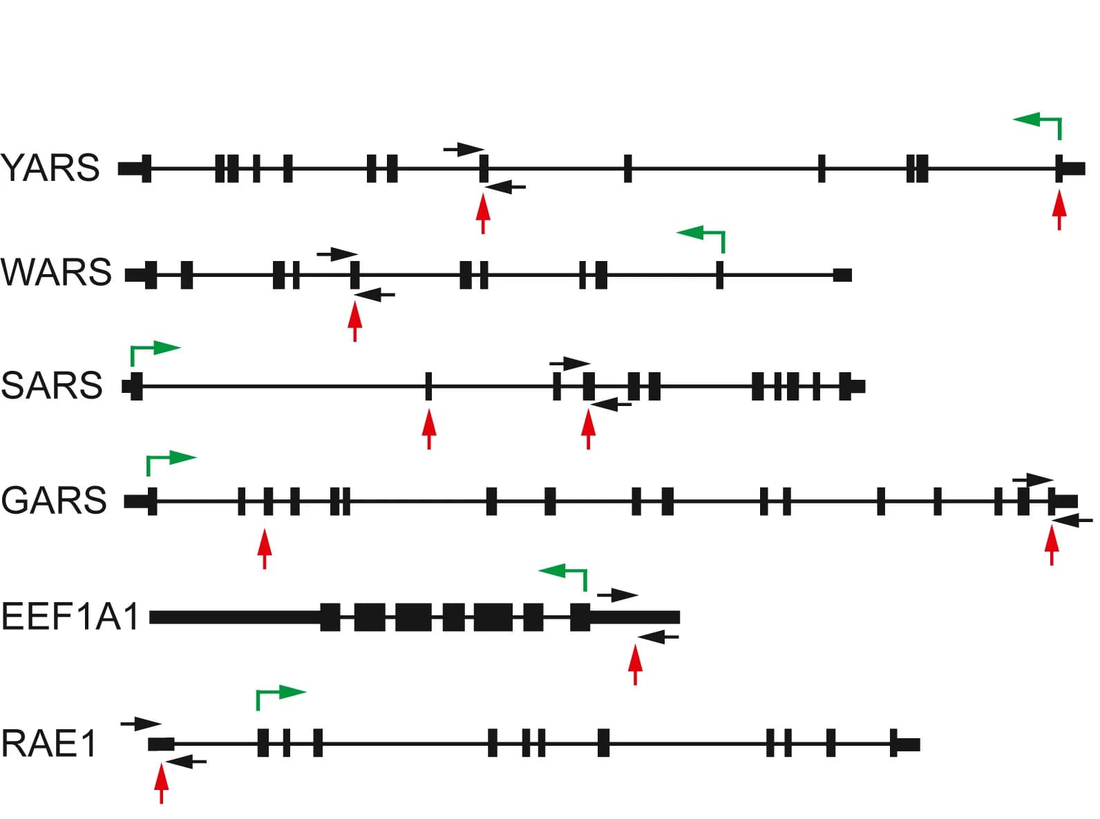 Open access visualization of Illustration, ChIP-seq, TyrRS-binding sites, Translation-related genes, Exons