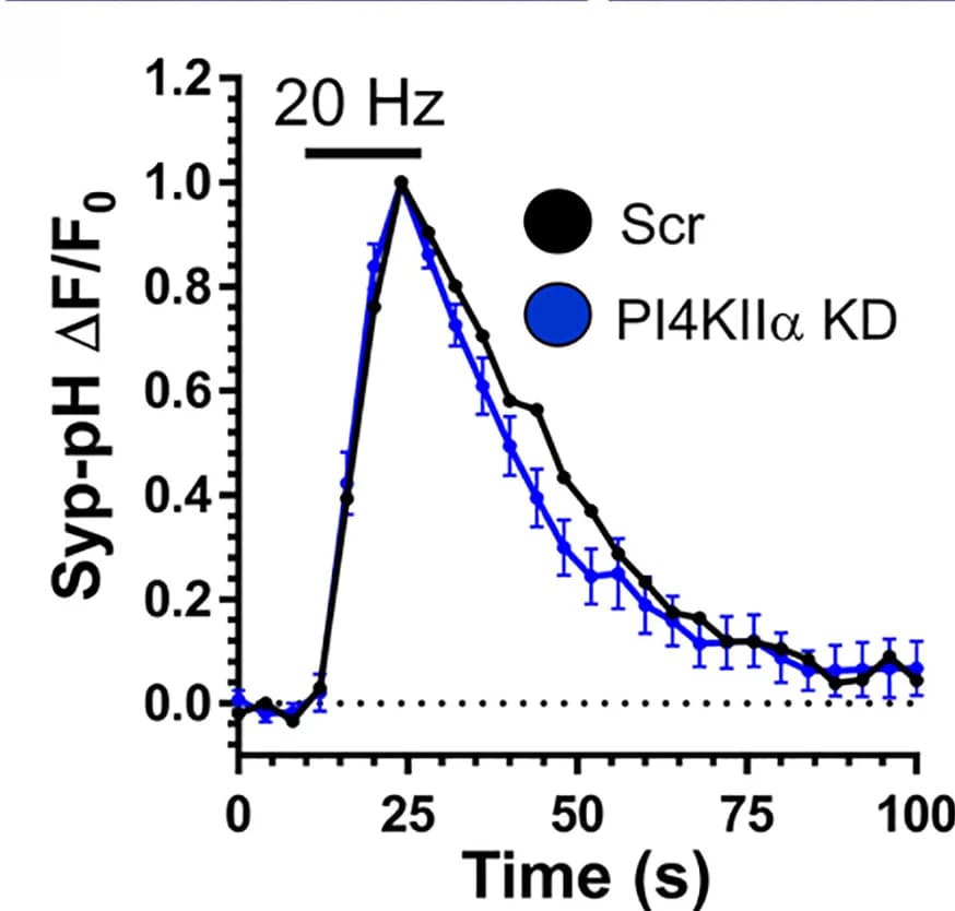 Open access visualization of Line Plot, Error Bars, Syp-pH Response, Fluorescence, 20 Hz Stimulation
