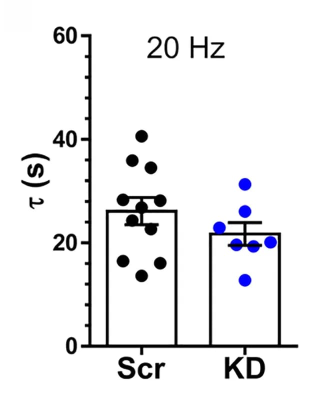 Open access visualization of Bar Plot, Error Bars, Syp-pH Response, Time Constant, 20 Hz Stimulation