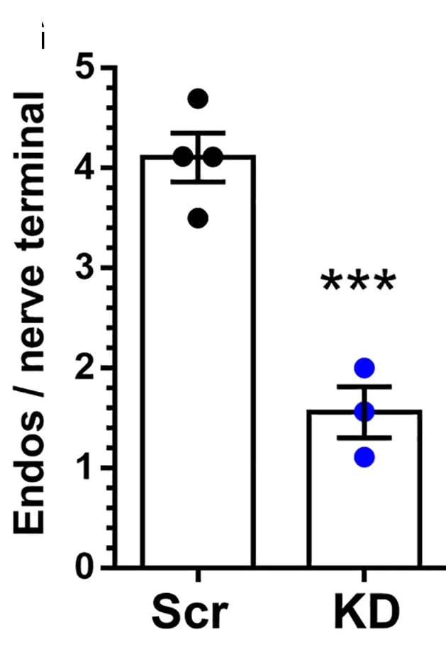 Open access visualization of Bar Plot, Error Bars, Scatter Plot, Endosomes, Nerve terminal