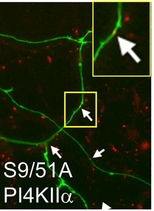 Open access visualization of Microscopy, TMR-dextran, Neurons