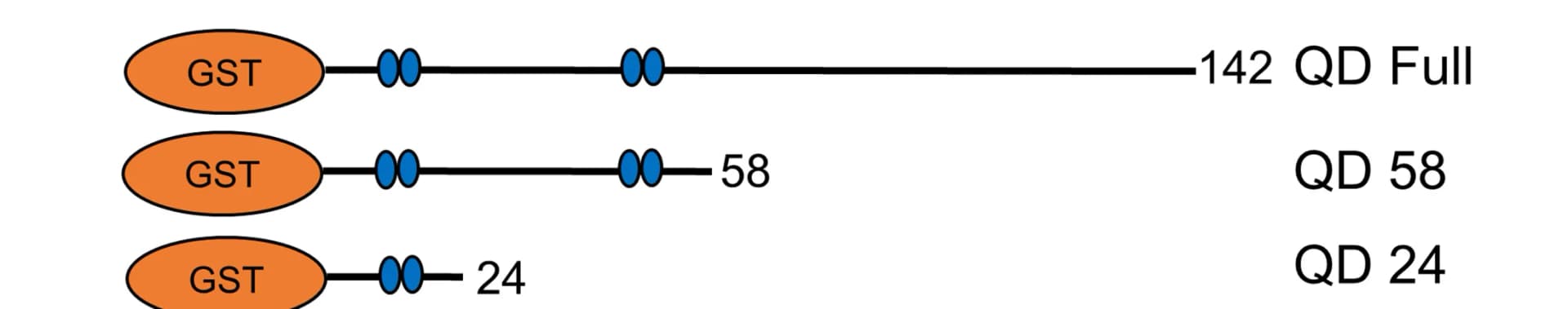 Open access visualization of Illustration, PI4KIIα GST-fusion proteins, Nerve terminal lysates, BRSK1, CAMKV