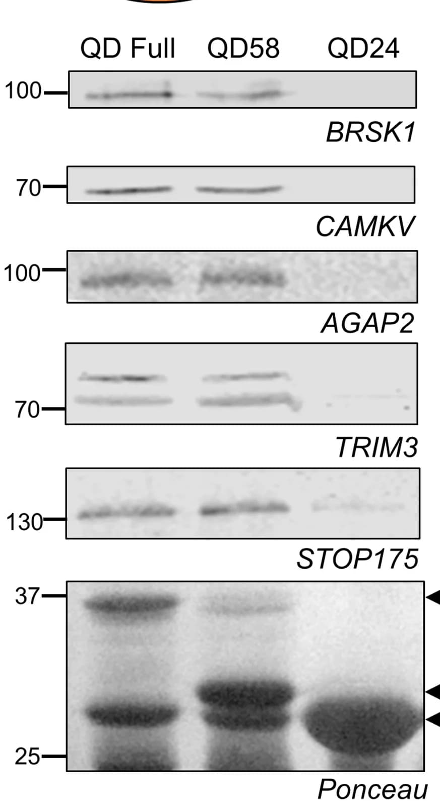 Open access visualization of Gel, Blots, Ponceau stain, GST fusion proteins
