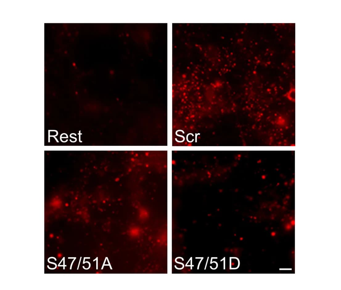 Open access visualization of Microscopy, TMR-dextran loading, Images