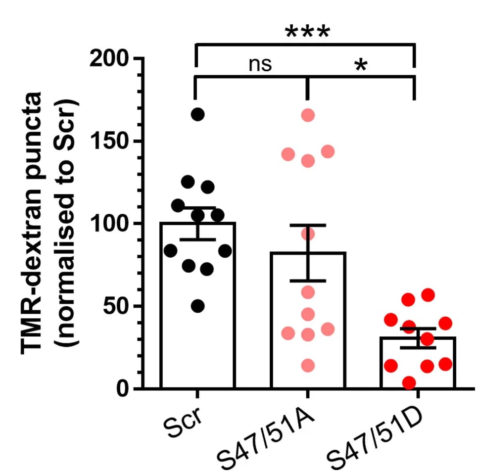 Open access visualization of Bar Plot, Error Bars, Scatter Plot, TMR-dextran uptake, SEM