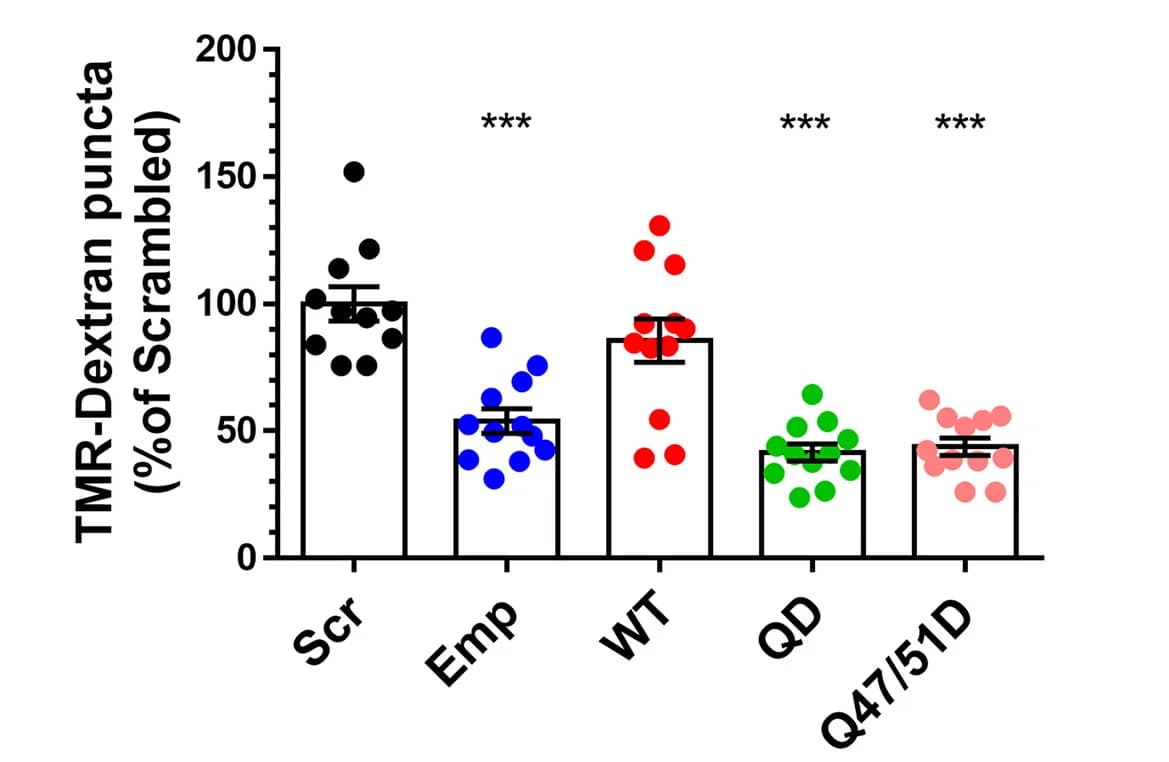 Open access visualization of Bar Plot, Error Bars, Scatter Plot, TMR-dextran, Scr uptake