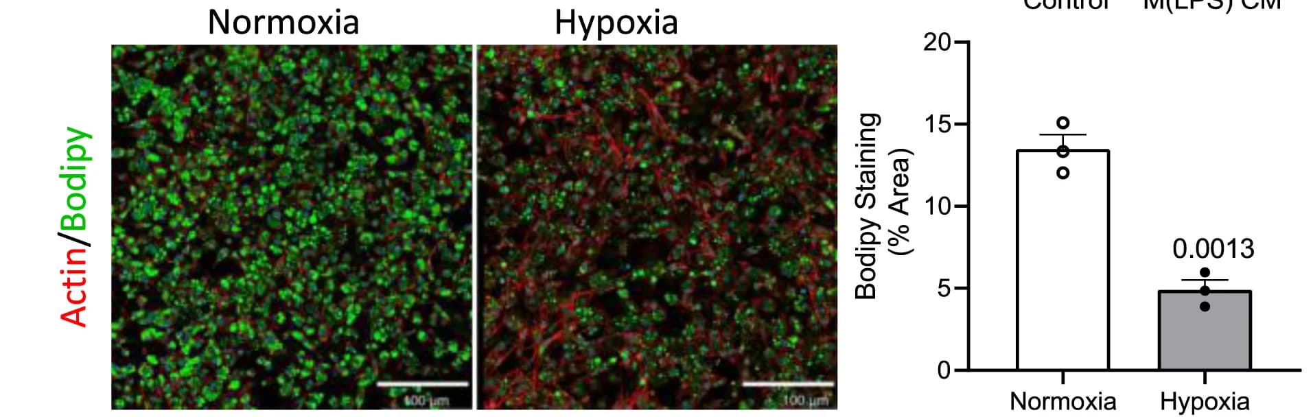 Open access visualization of Bar Plot, Microscopy, Confocal analysis, BODIPY staining, Actin staining