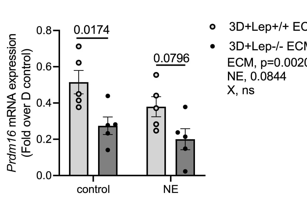 Open access visualization of Bar Plot, Error Bars, Scatter Plot, mRNA expression, ucp1