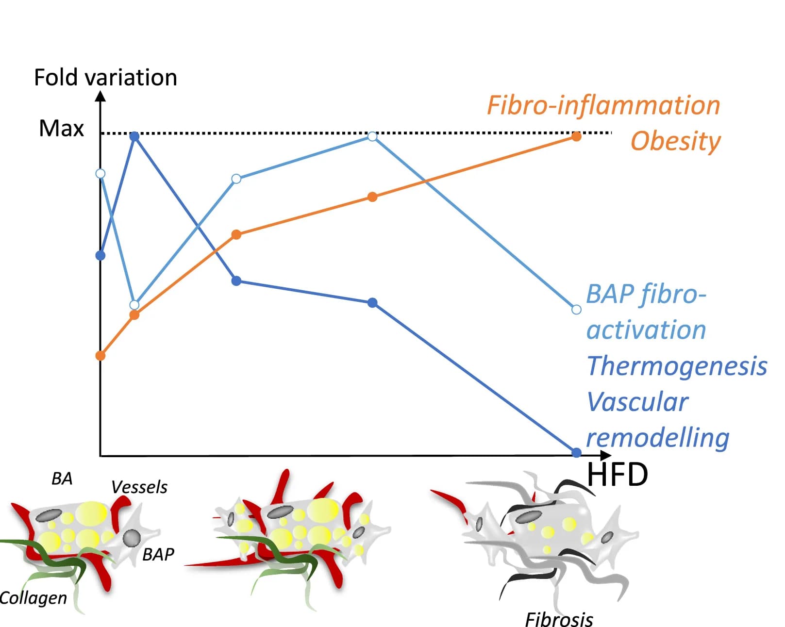 Open access visualization of Line Plot, Illustration, Cluster Analysis, Metabolic Parameters, Thermogenic Parameters
