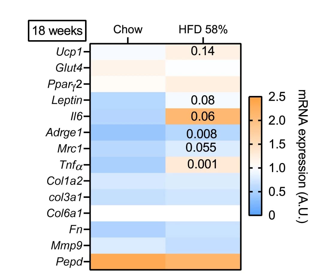 Open access visualization of Heatmap, mRNA Expression, Brown Adipose Tissue, C57bl/6 Mice, High-Fat Diet