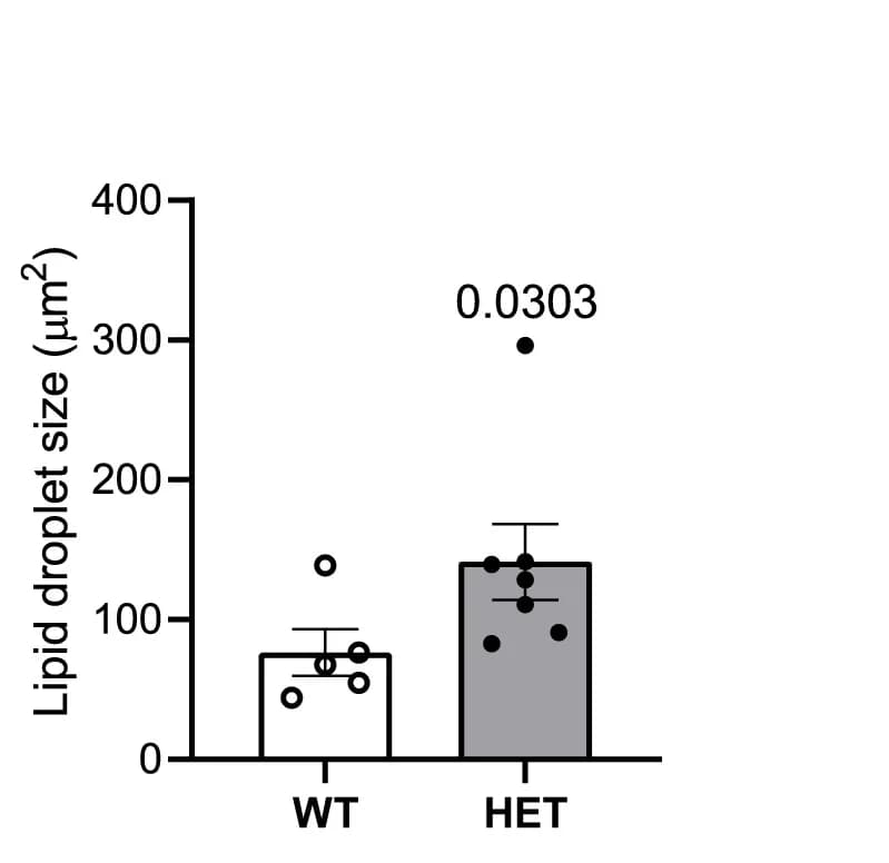 Open access visualization of Bar Plot, Error Bars, Lipid Droplet Area, Brown Adipose Tissue, PepdWT Mice